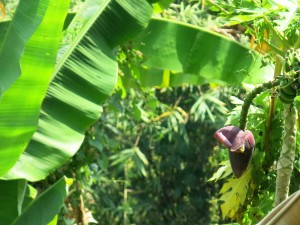 Bananenblüte am Straßenrand